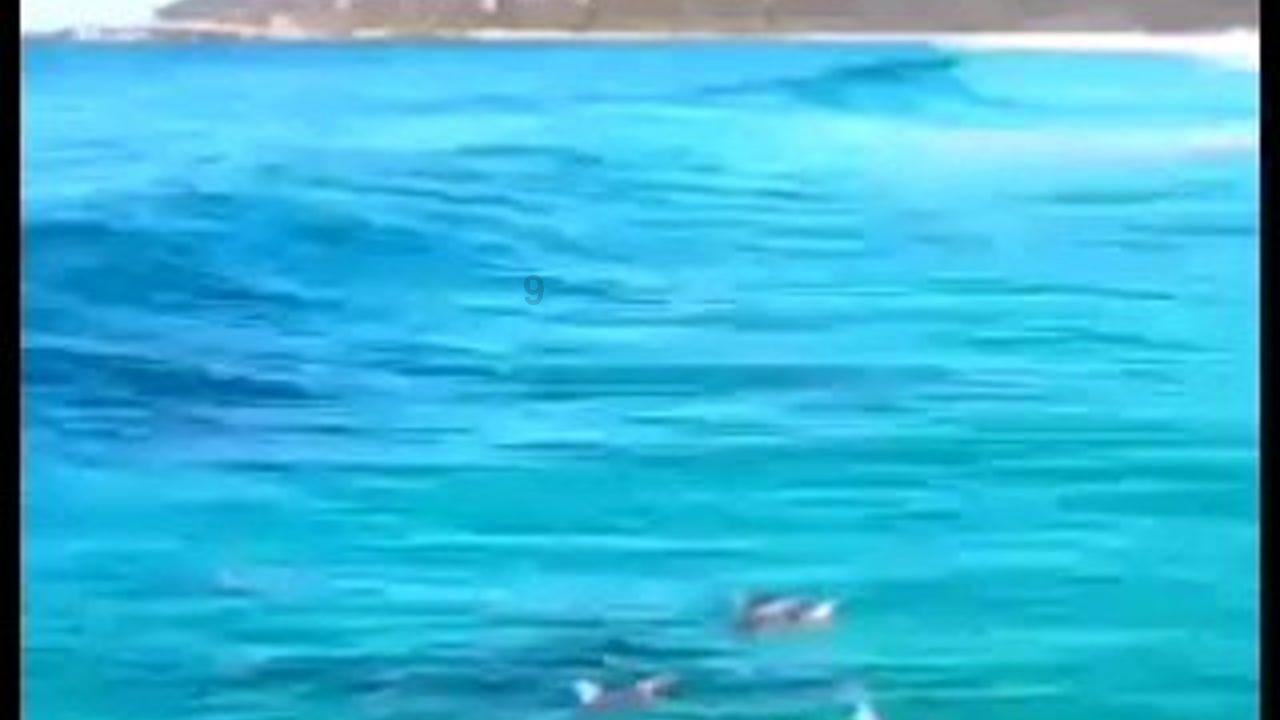 组装机械章鱼龙